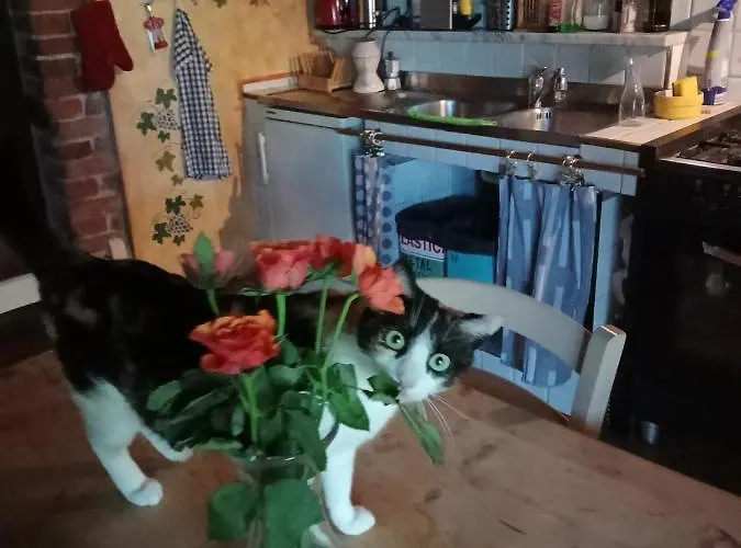 Landsted Morelli House